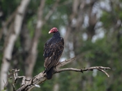 Turkey Vulture