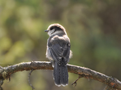 Canada Jay