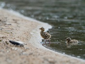 Bonaparte's Gull Babies