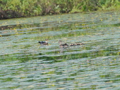 Morning  encounter at the marsh