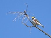 Chestnut-sided warbler