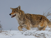 Coyote on the hunt