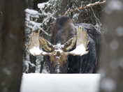 Bull Moose