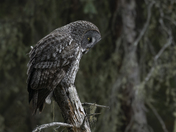 Great Grey Owl