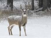 Snowy Buck