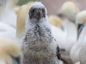 Young Gannet 