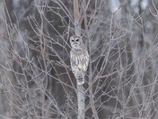 Barred owl 2025