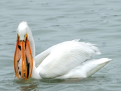 Fish is what's for dinner 