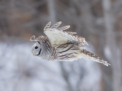 Barred owl 2025 2