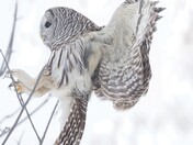 Barred owl 2025