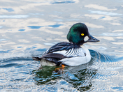  common Golden eye 