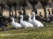 Your buddies are not the same 