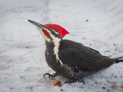Pileated Woodpecker