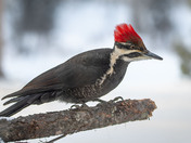 Pileated Woodpecker