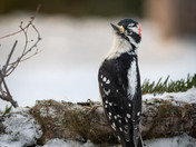 Downy Woodpecker