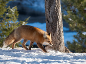 Red Fox