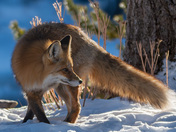 Red Fox