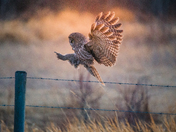 Great grey owl at sunset