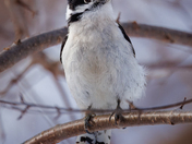 Downy Woodpecker
