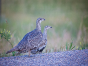 Greater Sage Grouse on the Prairie