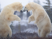 Sparring bears