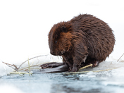 Don Valley Beaver