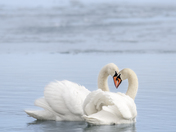 Swan Love