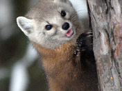Pine Marten 