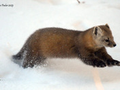 Pine Marten 