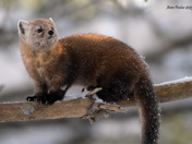 Pine Marten 