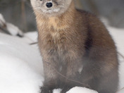 Pine Marten 