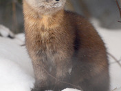 Pine Marten 