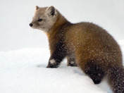 Pine Marten 