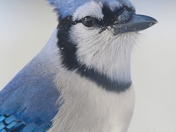 Blue jay portrait 💙 