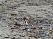 From the odd shot collection