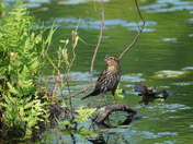 How about that pose Yves ?