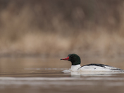 Drake Common Merganser