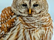 Fulfillment II, 2025