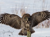 Coming in for a landing