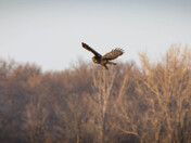 Hunting at the Golden Hour
