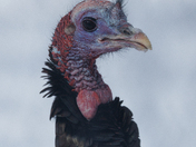 Only a face a mother could love 