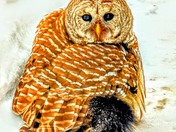 Fulfillment III, 2025