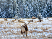 Banff bachelor pad...