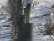 On the hunting post...