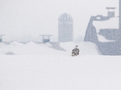 Snowy Owl