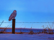 Snowy Owl at dusk