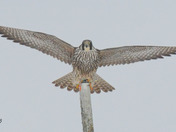 Peregrine Falcon 