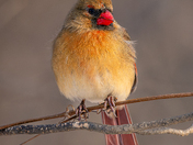 Female Cardinal Portrait