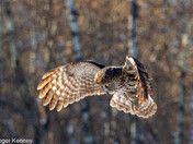 Grey owl