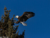 Eagle landing